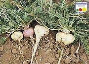 Maca-Wurzeln direkt nach der Ernte.