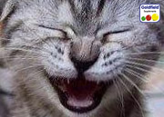 Lachen ist Gesund!