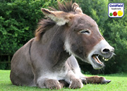 Lachen ist Gesund!