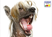 Lachen ist Gesund!