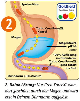 Crea-Force schtzt das Creatin vor der Magensure